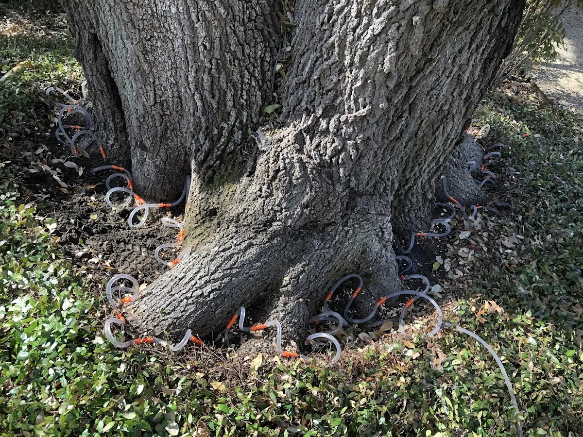Detailed Tree Cabling and Bracing job site in Wood Lake