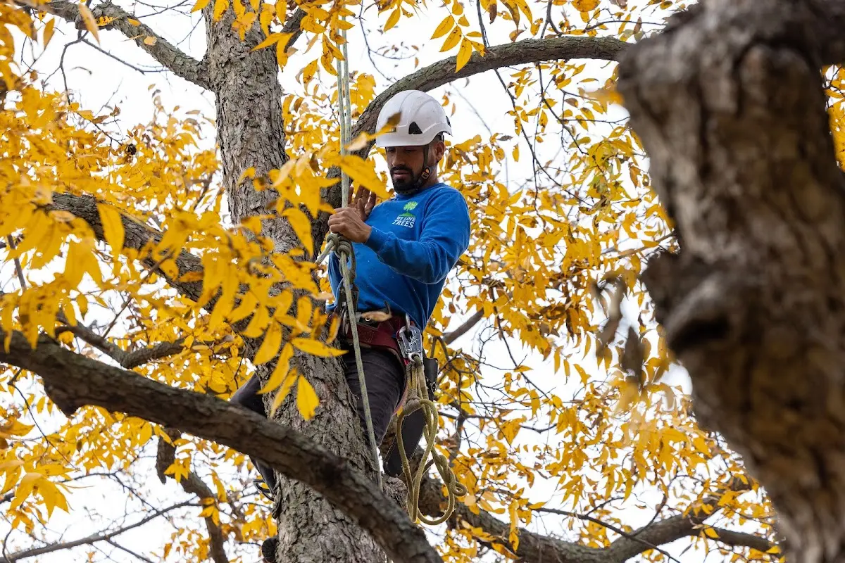 Skilled Tree Disease Treatment crew working in Wood Lake
