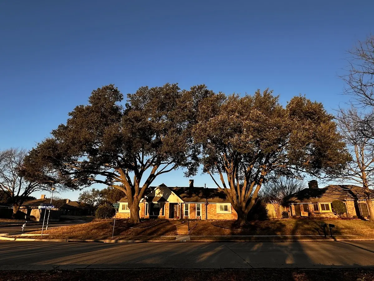 Established residential canopy tree shading a home in Wood Lake